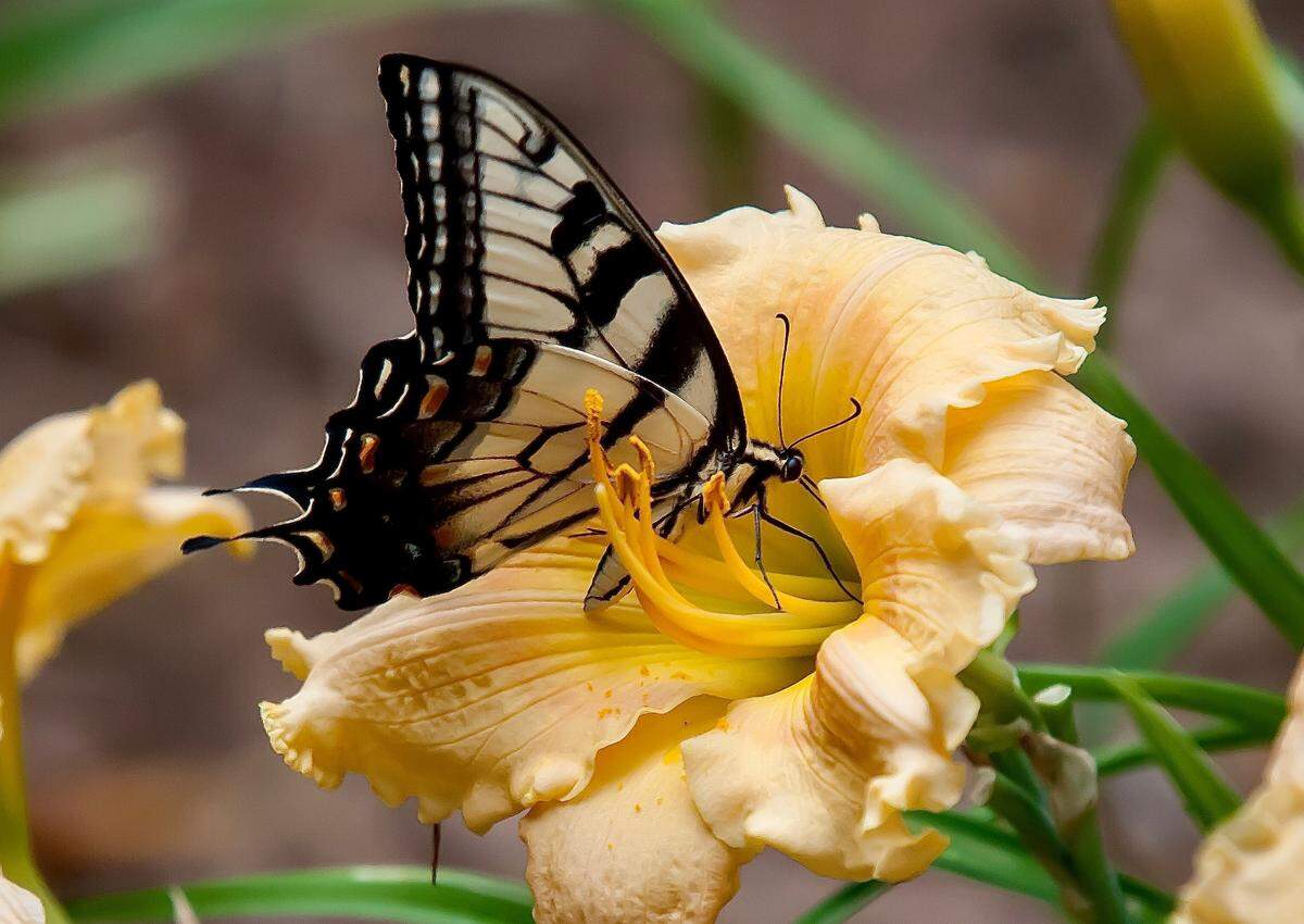 This Eastern Tiger Swallowtail is finding his feast on a Rainbow Rhythm Orange Smoothie daylily.