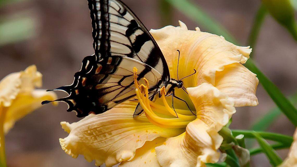 Here’s how to identify the SC state butterfly this spring and attract it to your yard