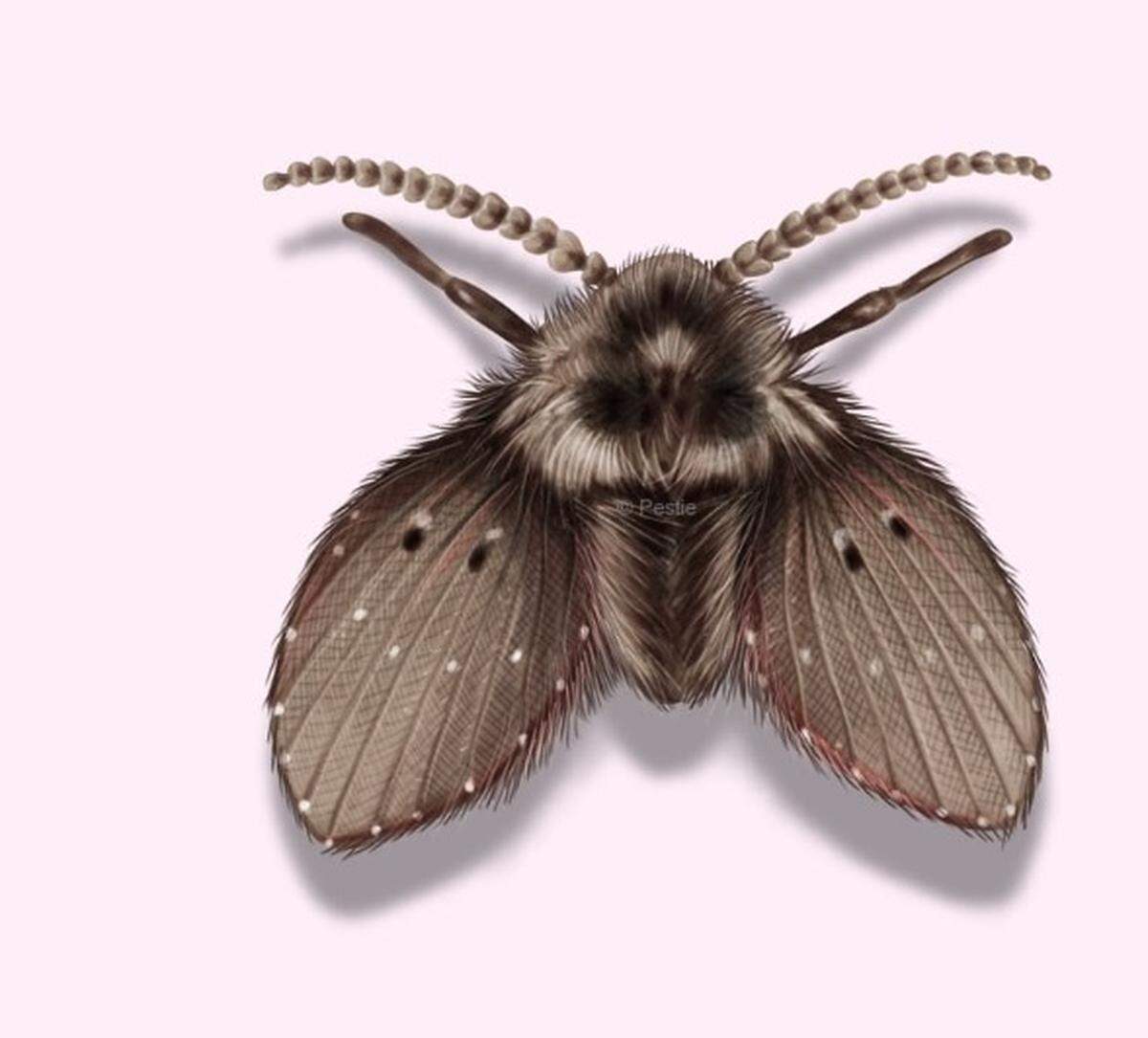 The sewer moth is not really a moth at all. It’s a drain fly that hangs around staganant water.