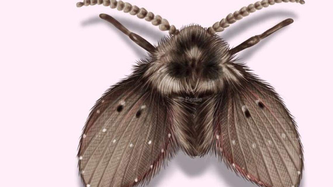 The sewer moth is not really a moth at all. It’s a drain fly that hangs around staganant water.