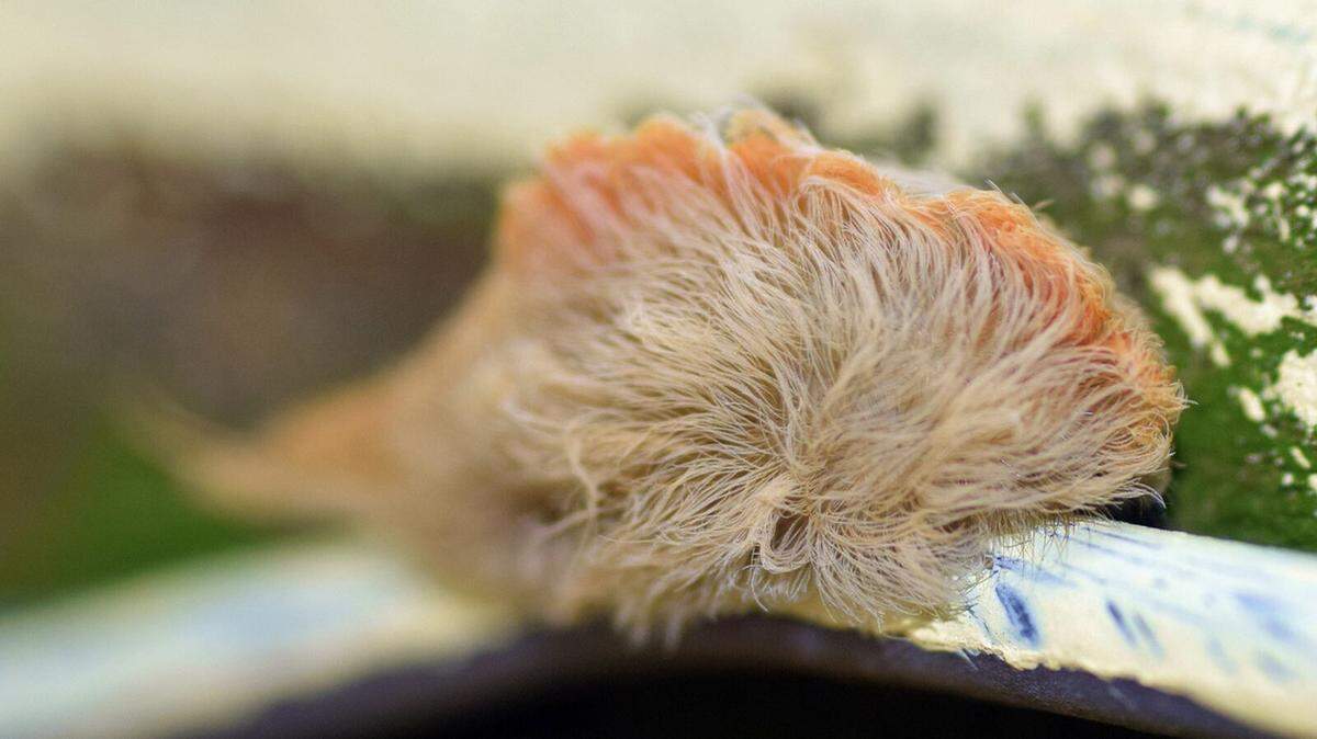 Under the long hair, this caterpillar is hiding poisonous spikes 
