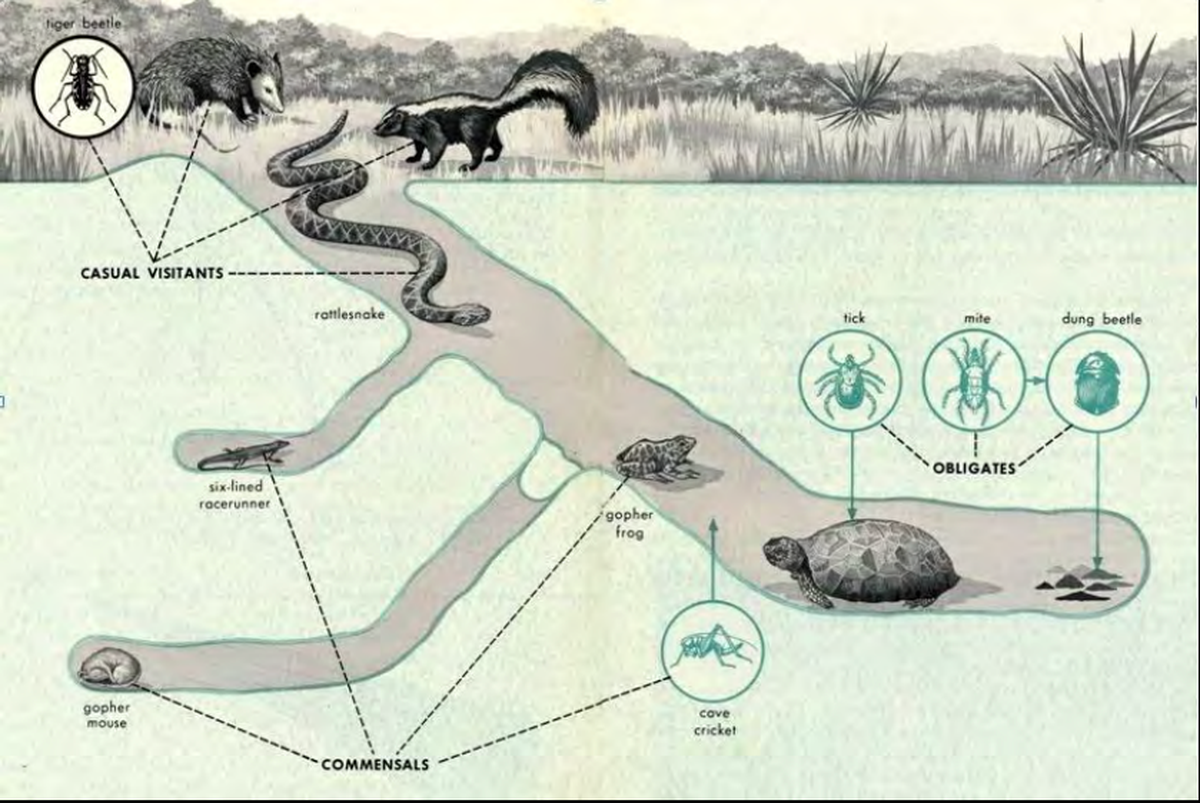 The gopher tortoise helps maintain the ecosystem for over 350 other species. 