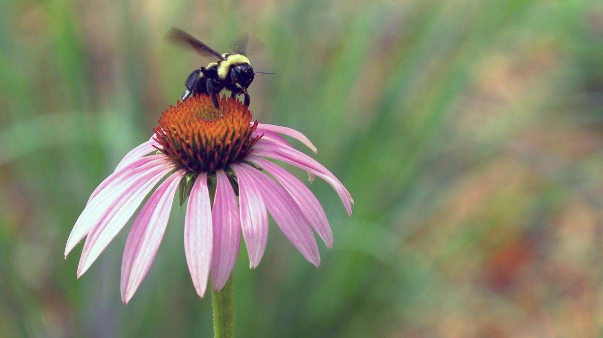 The Columbus Botanical Garden reopens to the public July 1. The garden will be open daily from 8 a.m. until 8 p.m., said Stefan Bloodworth, executive director at the Columbus Botanical Garden. “We’ve had the chance to really kind of spruce up just about everything so that the garden is going to look a lot better,” said Bloodworth. “There’s going to be more blooms than people are used to, there’s going to be more places to go and enjoy in the garden, and many people when they come back they might almost not recognize it.”