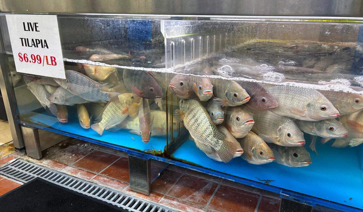 Asian Supermarket, at 5750 Milgen Rd. in Columbus, offers live Tilapia for sale. 06/07/2024