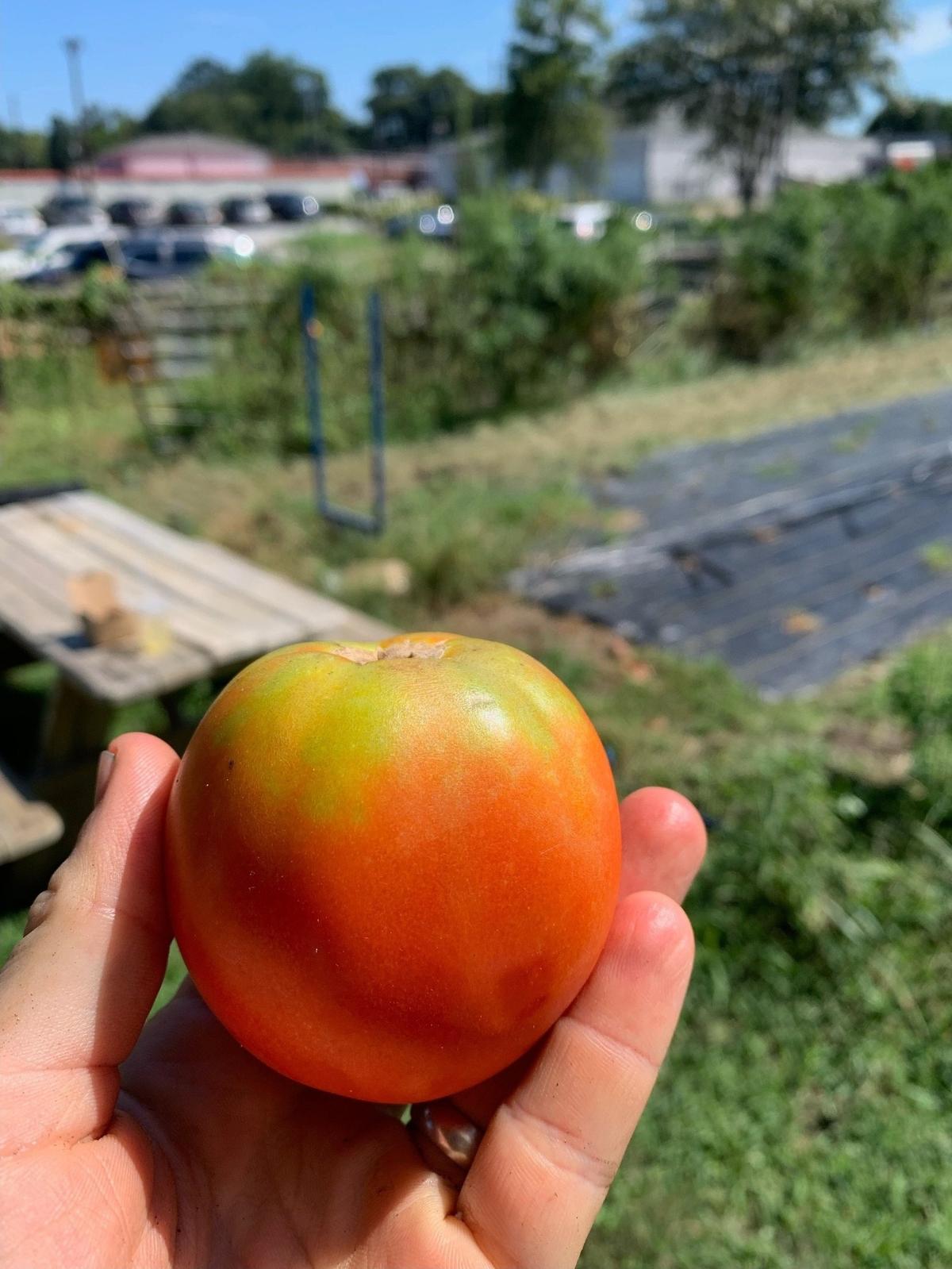 A tomato from MercyMed Farm that has yellow ‘shoulder stress’ from excessive heat. Photo taken August 16. Photo courtesy of Keith Sims.