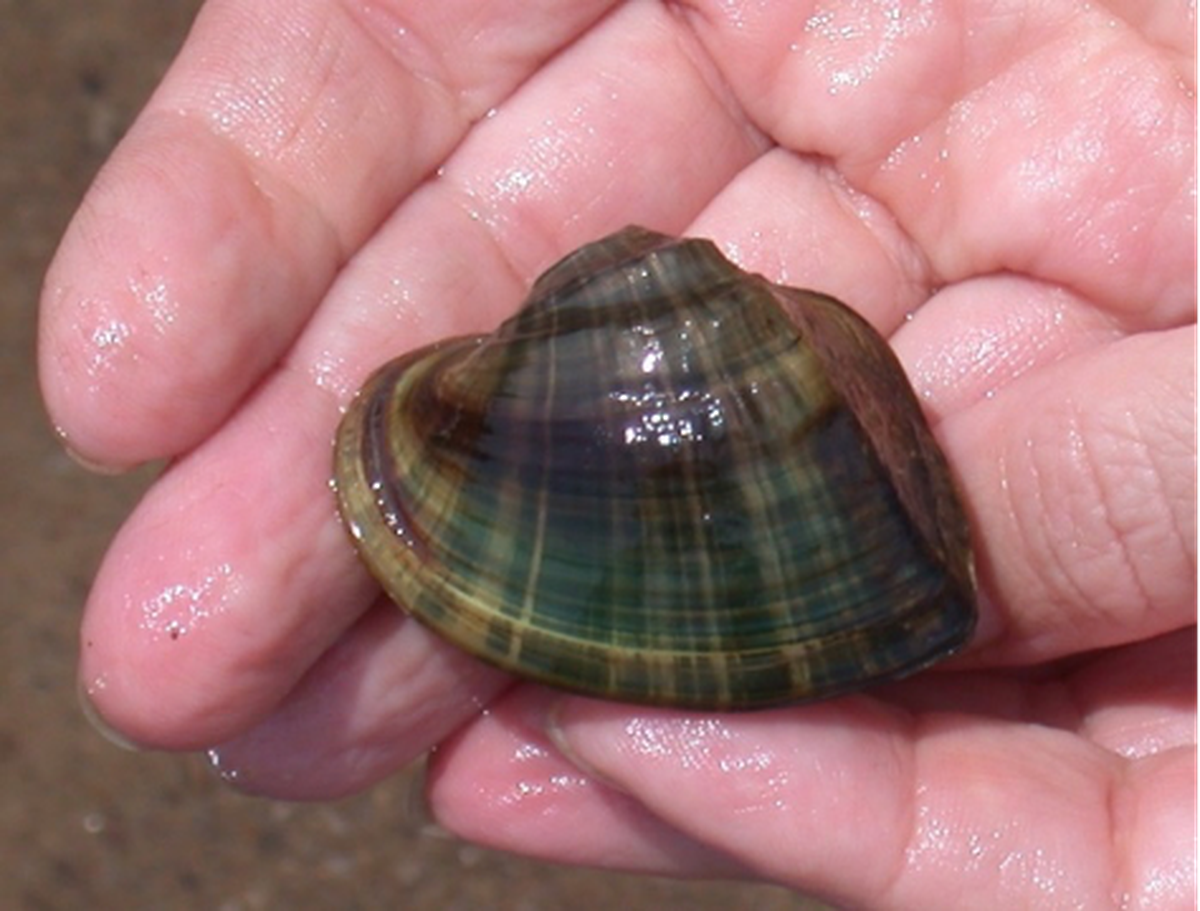 Altamaha Arcmussel (Alasmidonta arcula). Altamaha River, GA. Photo by Georgia DNR Wildlife Resources Division.