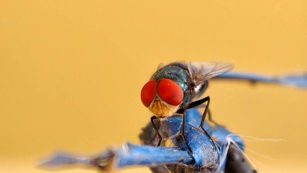 Summer is prime time for critters and pests of all kinds.