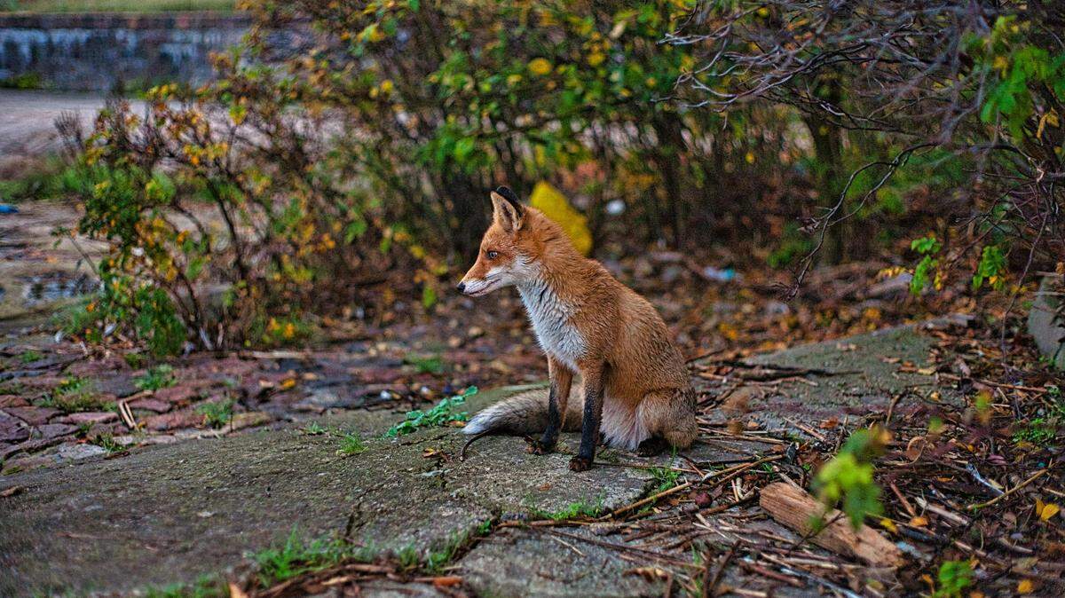 Georgia has two species of foxes and they are probably living closer than you think.