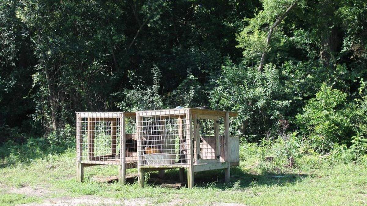 Columbus Police said they served a search warrant on May 28 in the 500 block of Chesterfield Avenue after a tip about several dogs being chained outside without proper shelter or access to water.