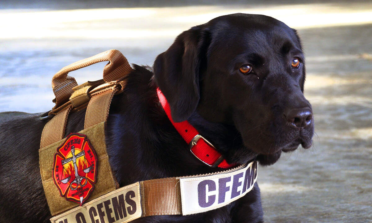 Carter has been trained to detect accelerants and now works with Sgt. Robert Collins, a fire investigator with Columbus Fire and Emergency Medical Services in Columbus..
