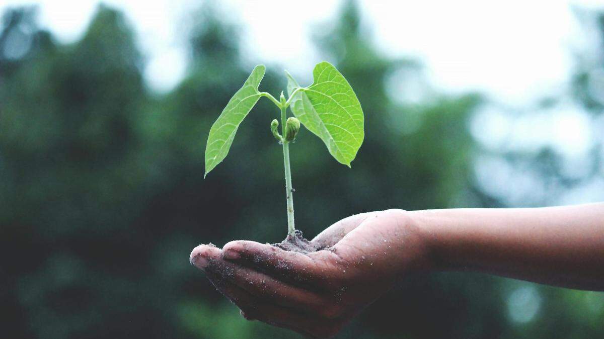 Georgia has passed a law that would allow for human composting, “green funerals.”