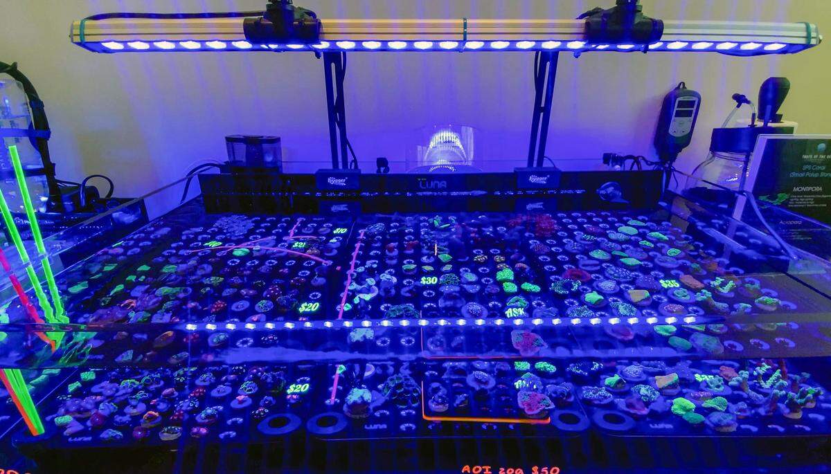 Taste of the Sea Reef, a shop specializing in live corals and aquarium supplies, has opened inside Highside Market, 211 13th Street, as part of StartUP Columbus’ Retail Lab. Co-owners Ashley and Marissa Marrero told the Ledger-Enquirer their business focuses on selling live corals, fish supplies and equipment for people interested in coral propagation.