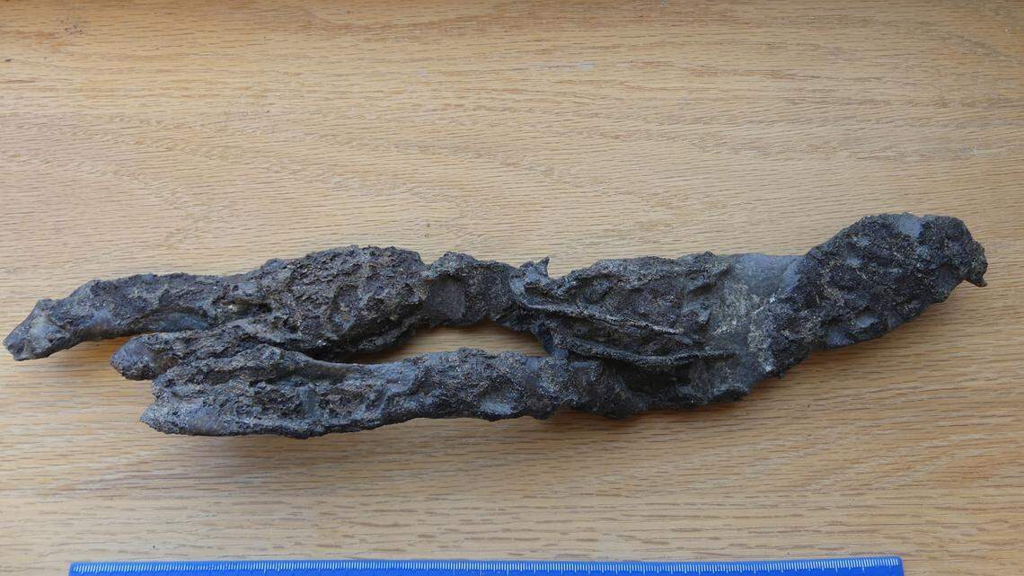 The remains of a 70 million-year-old carnivorous lobster have been found in Alabama, and the fossil is so well preserved, it resembles smoked meat.