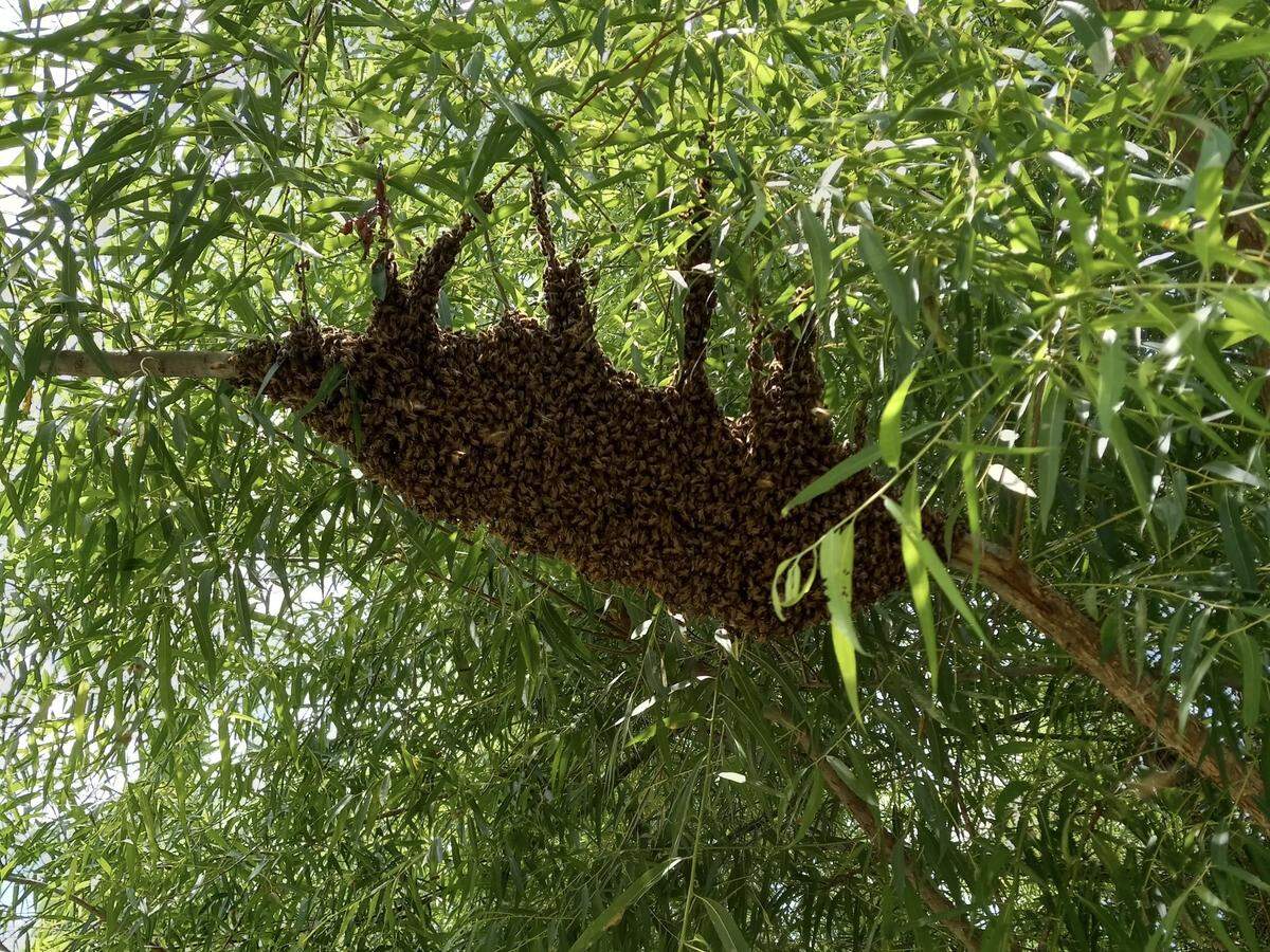 A swarm of bees from the glass beehive gathers on a tree at the Oxbow Meadows Environmental Learning Center earlier this year. Half of a honeybee colony leaves the hive after the bees have filled it with honeycomb. The glass hive has been filled only once.