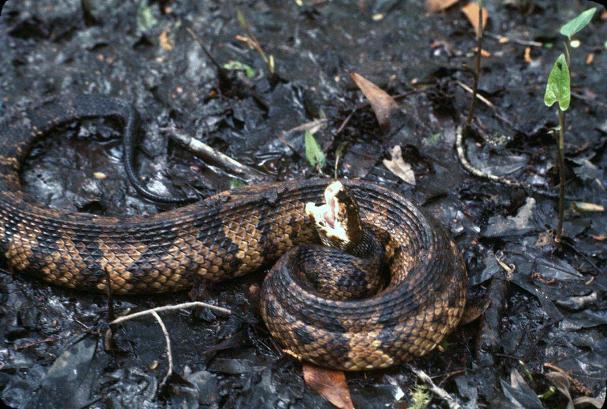 A Cottonmouth snake.