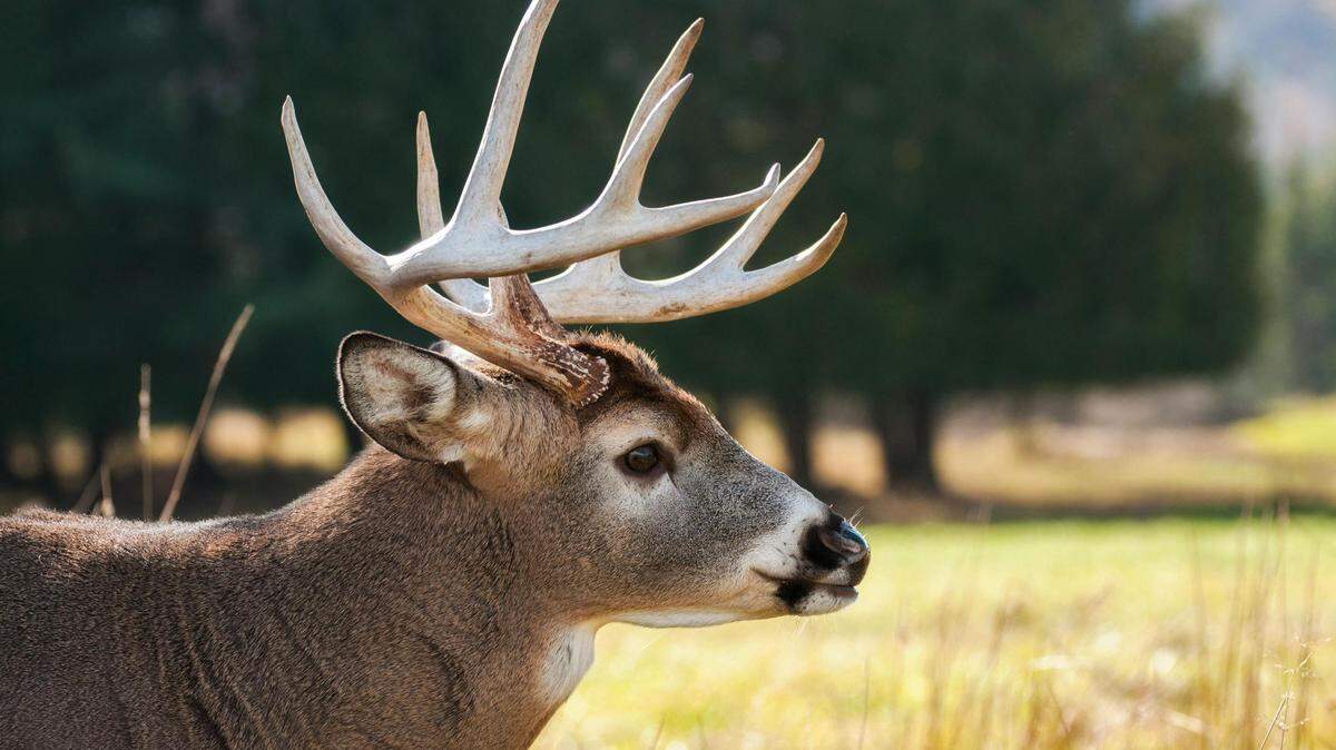 A Georgia county now has the second case of zombie deer disease in the state.