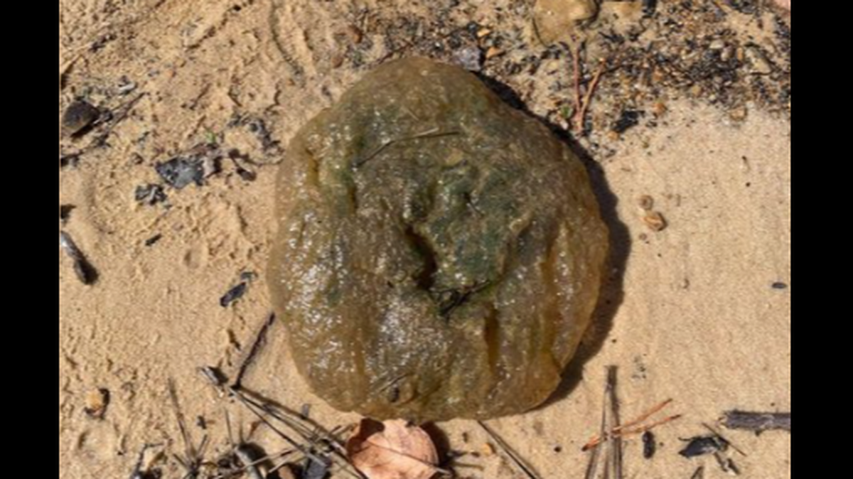 These piles of goo piling up along lakes in Alabama are alive, the state says. The piles are a colony of “moss animals.”