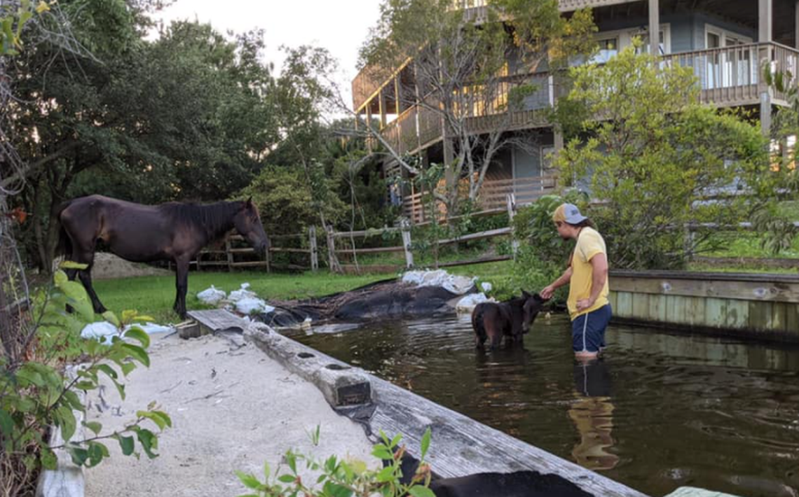 The filly’s mother watched from the edge of the canal as Owen Carson moved the foal to shallow water.
