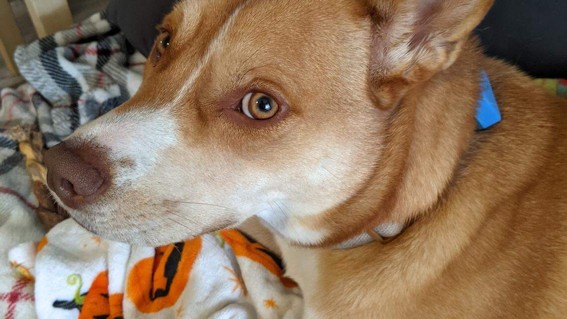 Meet the cutest dog in the Chattahoochee Valley. Kantaro is our poll winner & best good boy