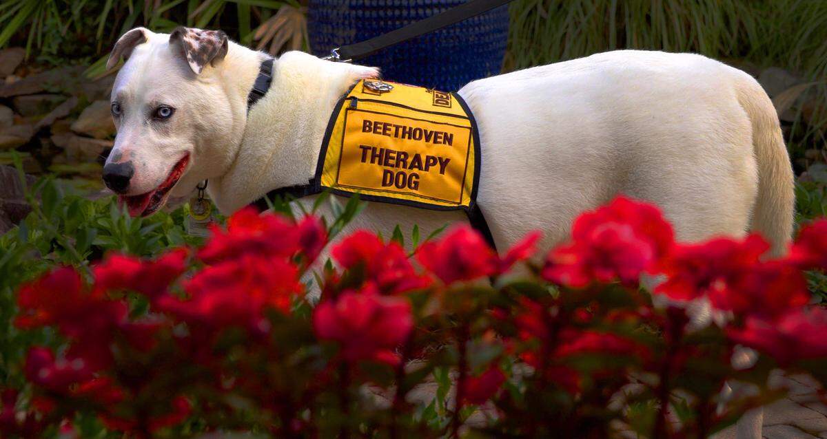 Beethoven, a service dog with the Muscogee County Sheriff’s Office, visits Columbus Hospice of Georgia and Alabama in Columbus, Georgia recently. Beethoven’s handler, Shanon Zeisloft is the 2020 recipient of the Specialized Volunteer Service Award for her work at Columbus Hospice. Zeisloft, known as “Z” is a lieutenant in the Muscogee County Sheriff’s Office. The national hospice volunteer award was presented by the National Hospice and Palliative Care Organization during their recent virtual interdisciplinary conference.