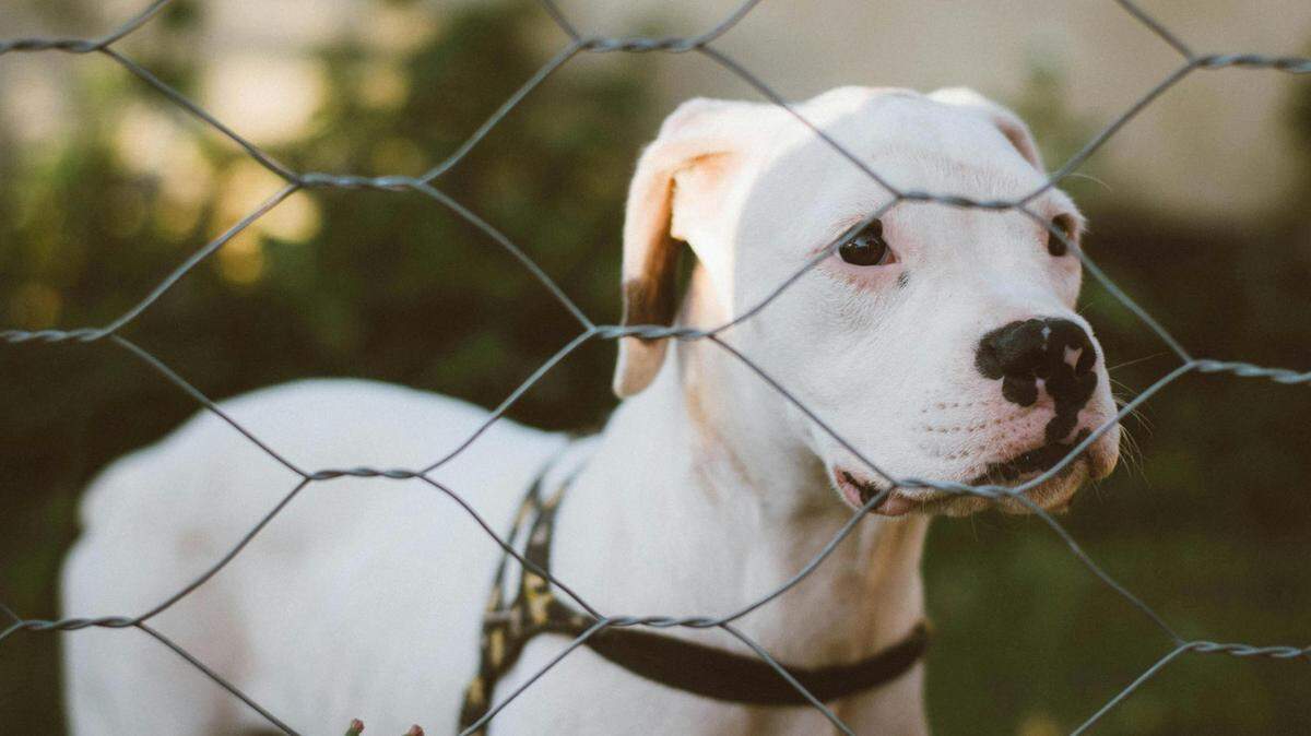 https://www.pexels.com/photo/cute-dog-standing-behind-fence-15196380/