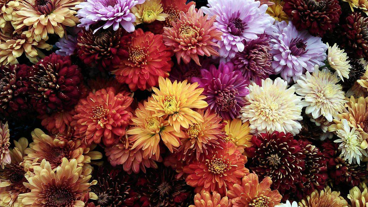  https://www.pexels.com/photo/assorted-flowers-photo-1158783/