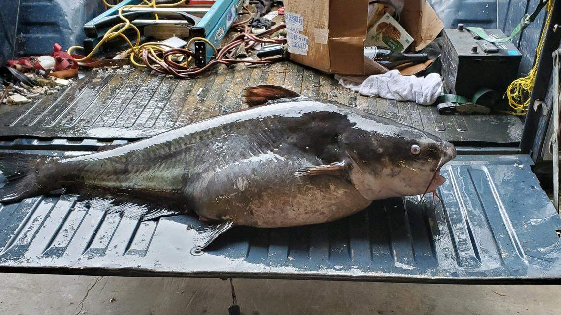 What a catch! Phenix City man hauls in 63-pound blue catfish near Columbus