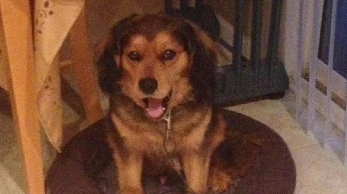 Country the “miracle dog.”