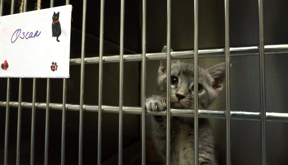 Oscar, a cat at the Animal Care and Control Center in Columbus, Georgia, peers out from his cage.