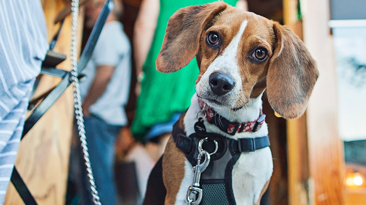 Woof, woof hooray! There are plenty of dog-friendly restaurants in Columbus!