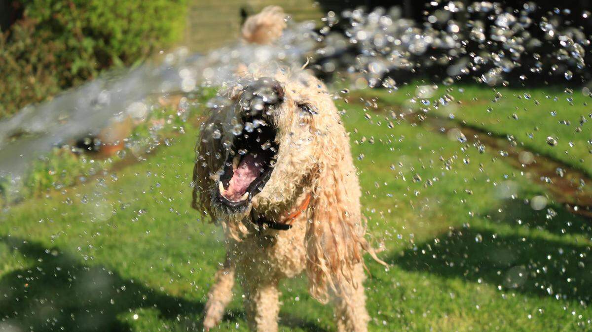 Summer can be one of the most dangerous times for your pets.