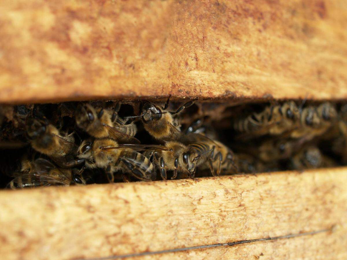Carpenter bees can sting you, but they really don’t want to.