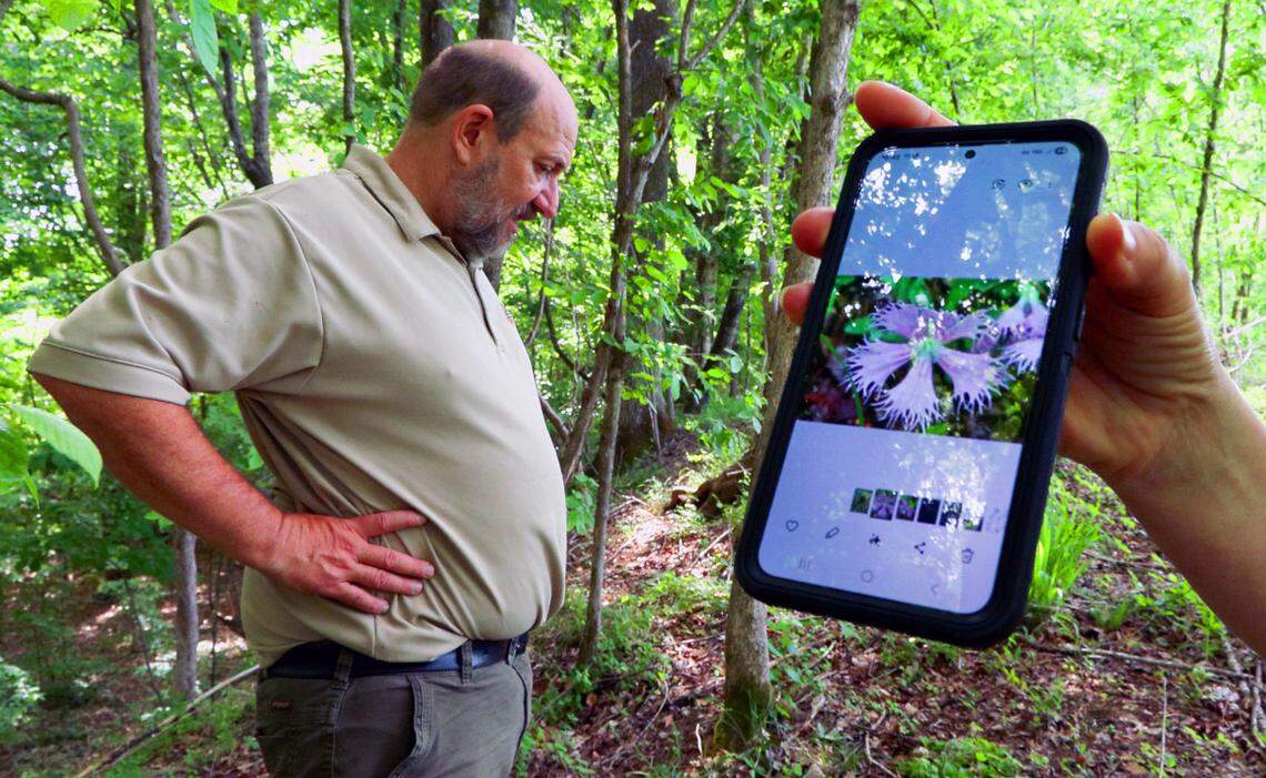 Matt Elliott, chief of wildlife conservation at Georgia Department of Natural Resources, looks for Fringed champion (saline), seen in the cell photo,right, at Upatoi Ravines Natural Area. 05/16/2025