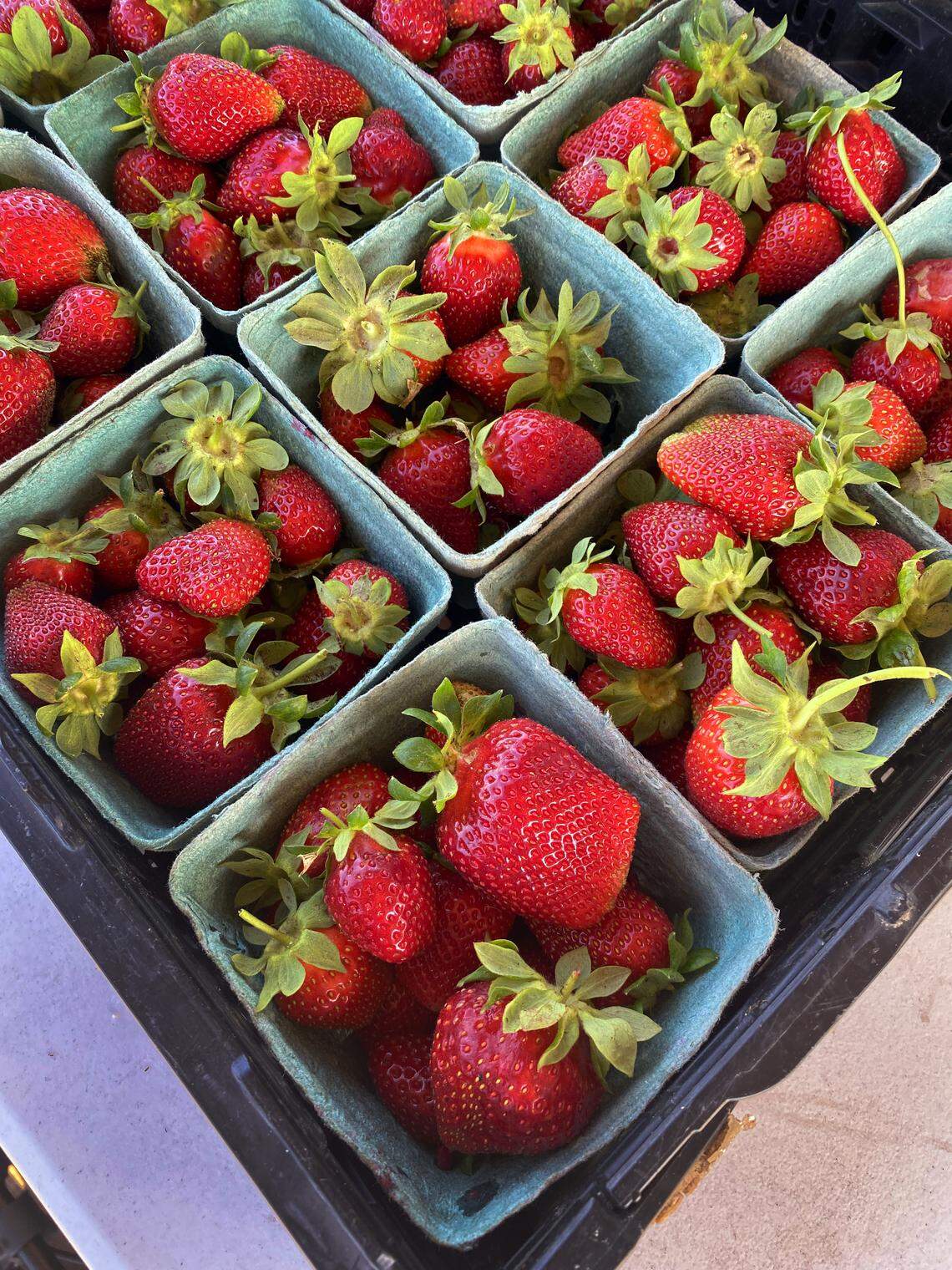 MercyMed of Columbus, is hosting the first-ever Plant Party on Friday from 9 a.m. to 1 p.m. at MercyMed Farm, located at the corner of 38th Street and Second Avenue in Columbus. The event is free and coincides with Farmstand Friday. No registration is required. The Plant Party will include local vendors with items for sale, plant giveaways, free hands-on workshops, and a plant sale. 04/15/2026