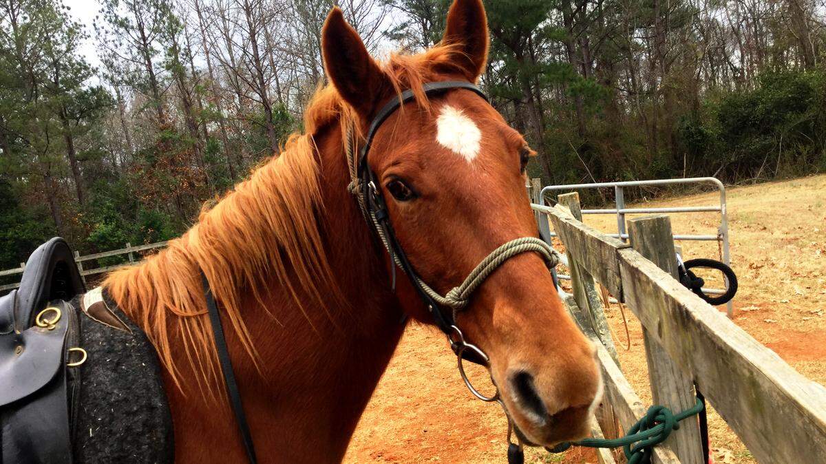 Horses don’t speak English, as far as you know, but they sometimes look like they know exactly what you’re saying.