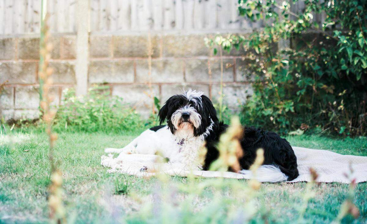 : https://www.pexels.com/photo/adult-white-and-black-shih-tzu-sitting-on-grass-field-1398388/