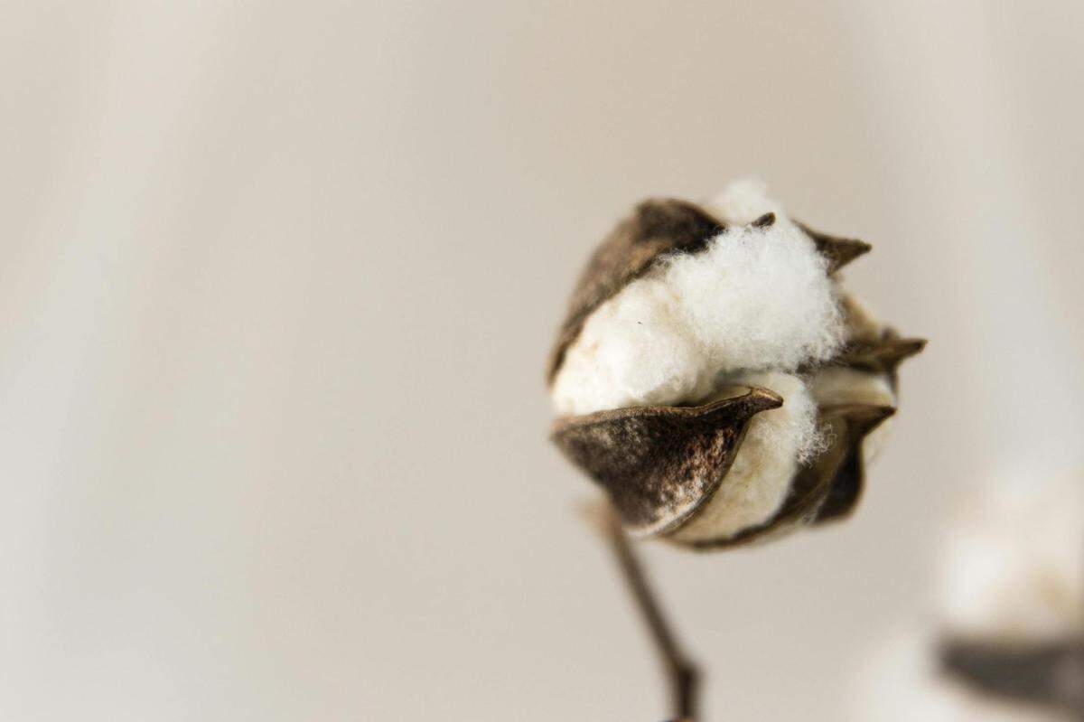 https://www.pexels.com/photo/cotton-flower-3158017/