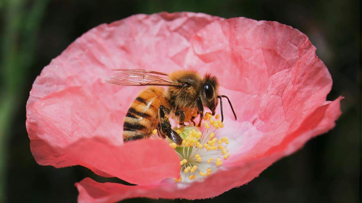 Bees are one of the most valuable parts of any ecosystem, anywhere.