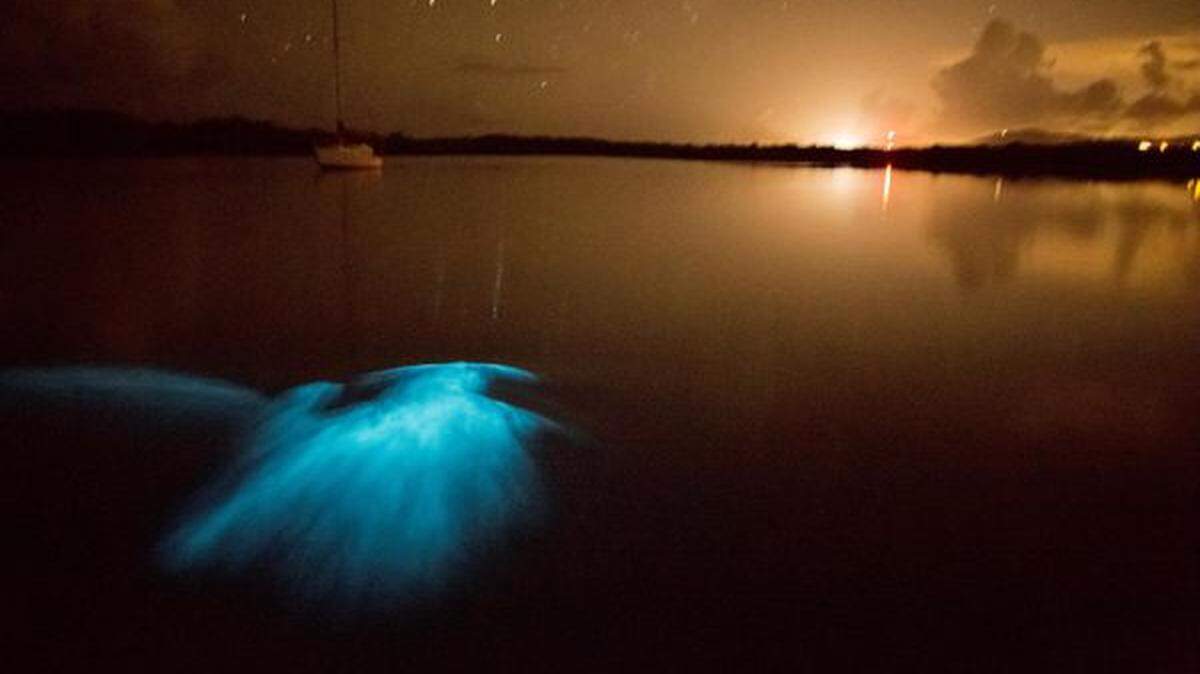 The Hawkinsville glow worm was discovered in the Georgia town of the same name.