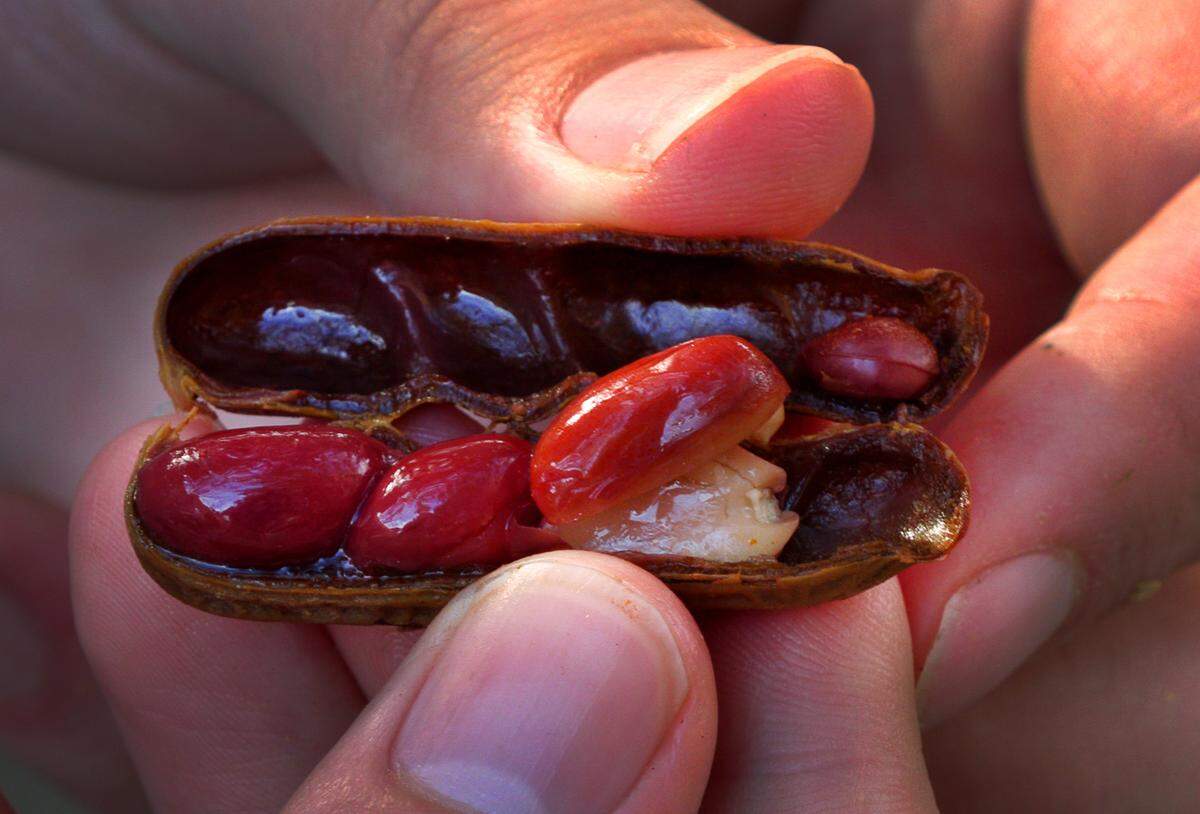 Matthew Cato, owner of The Peanut Plug, said he uses Valencia peanuts to make his different batches of boiled peanuts. 02/05/2025