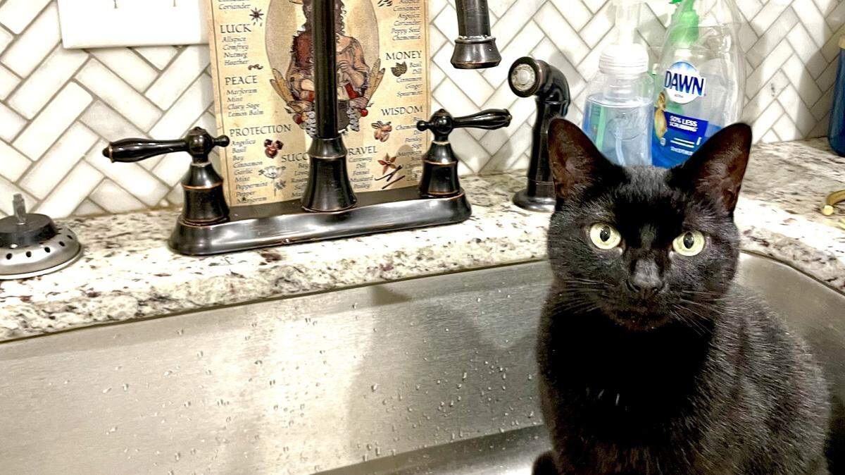 Josephine Baker, the prettiest kitty in the whole world, is enjoying her National Hairball Awareness Day.