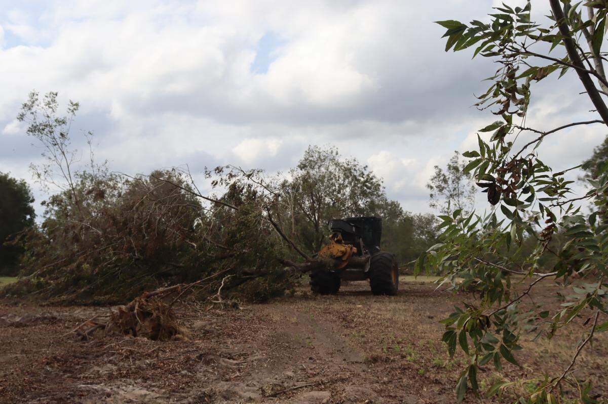 Tractors moving fallen trees from Shiloh Pecan Farm in Ray City, Georgia. They will be chopped and then chipped. Farmer Buck Paulk estimates the clean up will take months. Taken: Oct. 4, 2024