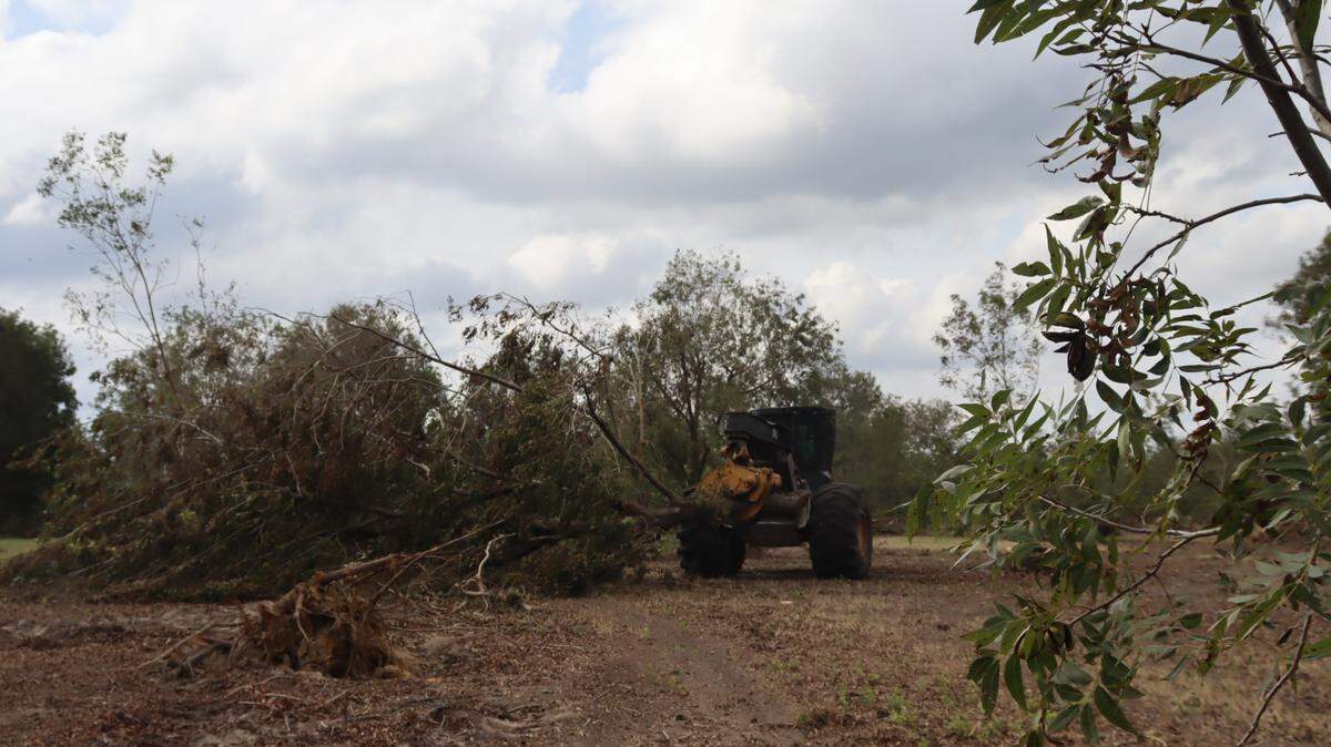 Tractors moving fallen trees from Shiloh Pecan Farm in Ray City, Georgia. They will be chopped and then chipped. Farmer, Buck Paulk, estimates the clean up will take months. Taken: Oct. 4, 2024