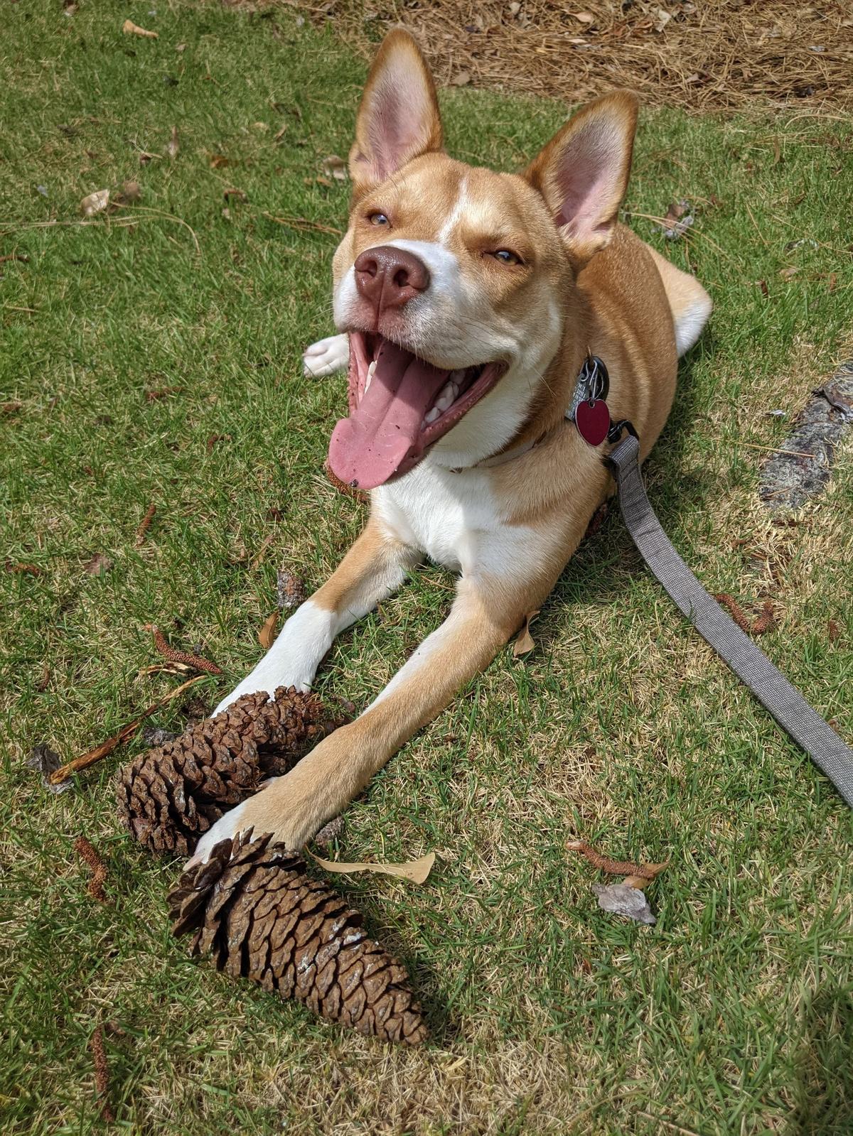 Kantaro the winner of the area’s cutest dog contest.