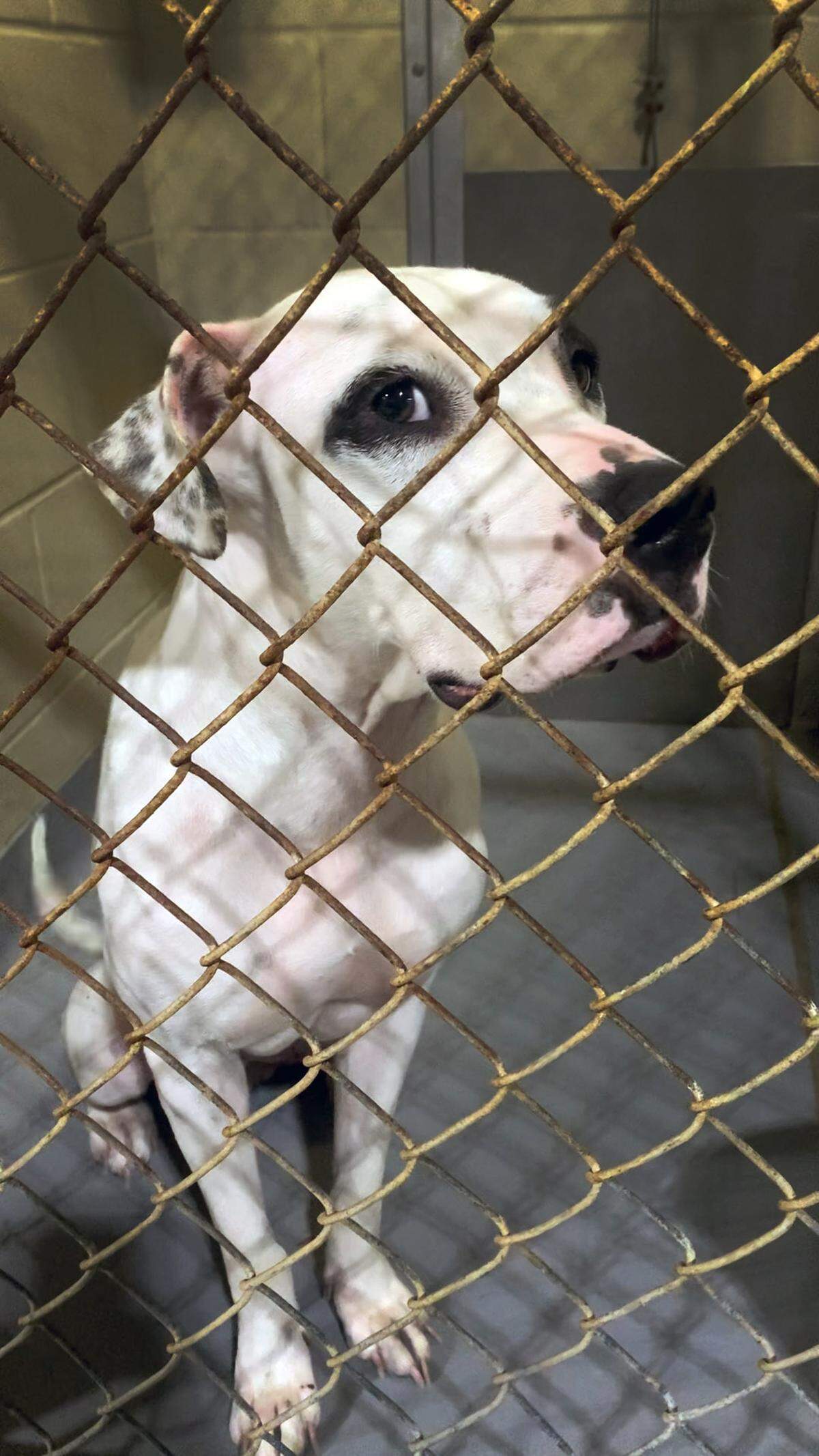 Data provided on the Animal Control Center’s website shows that a total of 193 dogs have been euthanized through September of this year due to capacity. In 2022, 94 dogs were euthanized due to capacity. Drale Short, Director of Public Works, said that there has been an increase in animals coming into the shelter and that there are multiple factors that can contribute to the rising numbers.