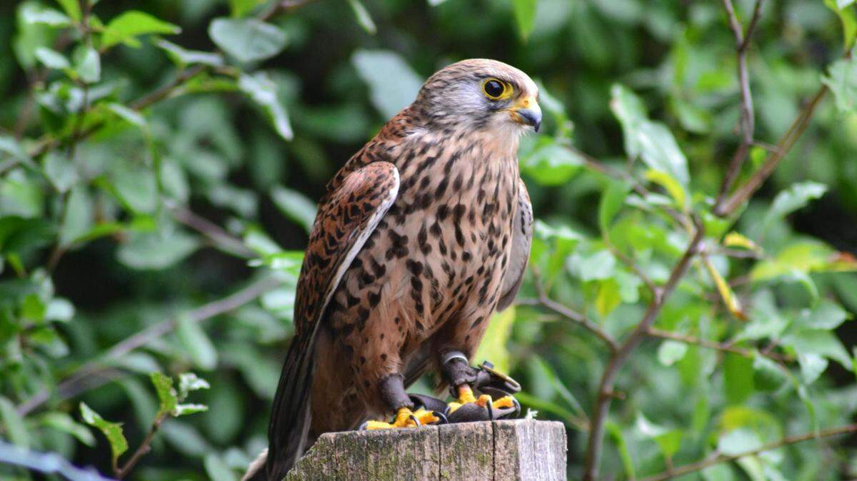 https://www.pexels.com/photo/brown-falcon-on-brown-wooden-surface-187835/