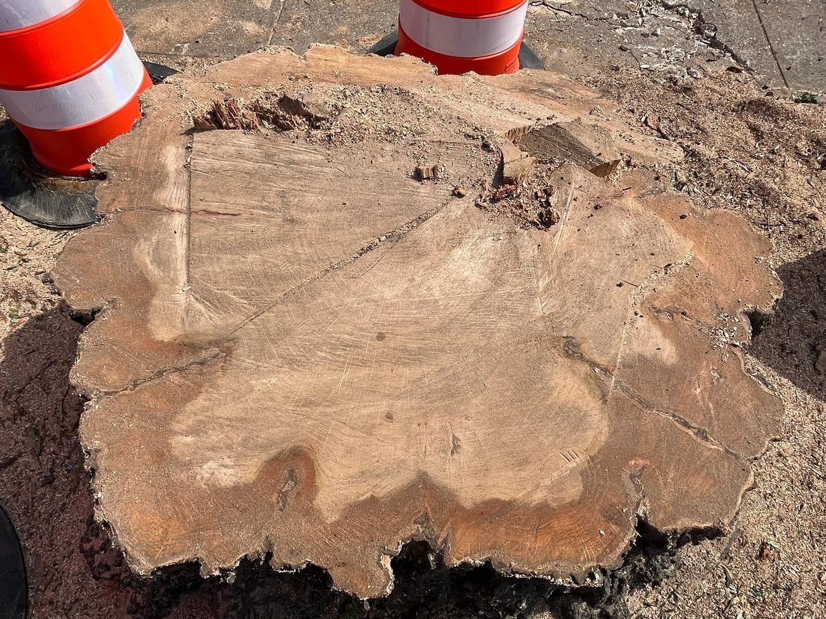 The Laurel Oak stump. It was damp and cold. Estimated about 48 inches in diameter by CSU Professor Cliffton Ruehl.