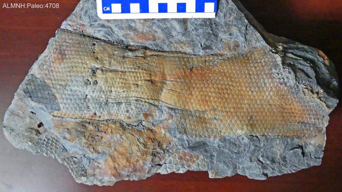 This fossil appears to be the skin of a reptile but it’s actually from a plant that lived 320 million years ago in what is present day Alabama.