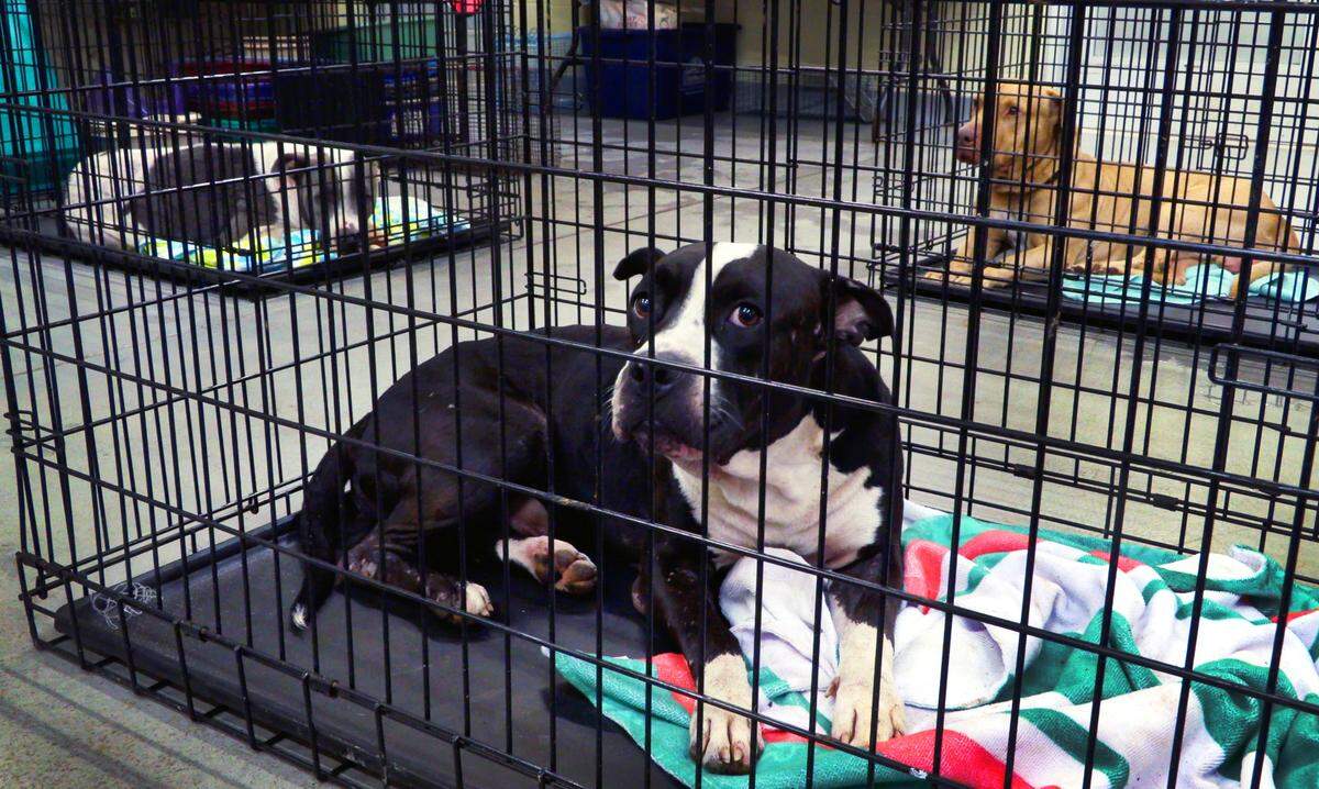 Dogs are temporarily held in cages at the Animal Care and Control Center in Columbus, Georgia.