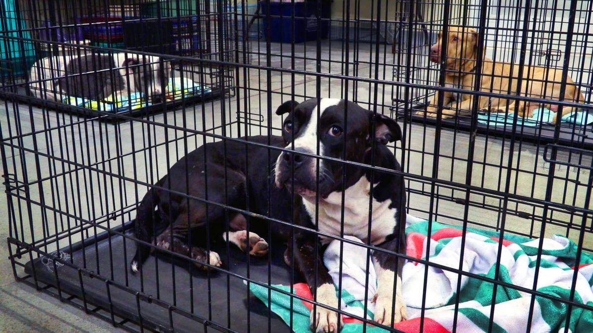 Dogs are temporarily held in cages at the Animal Care and Control Center in Columbus, Georgia.